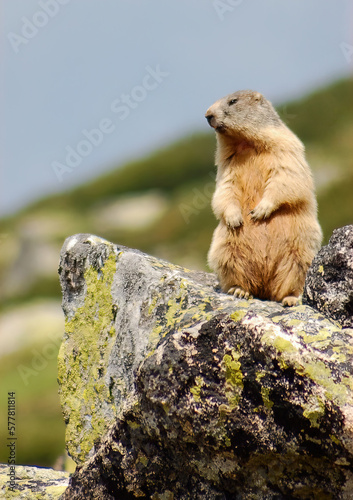  alpine marmot (Marmota marmota) in Carpathian mountains, Romania