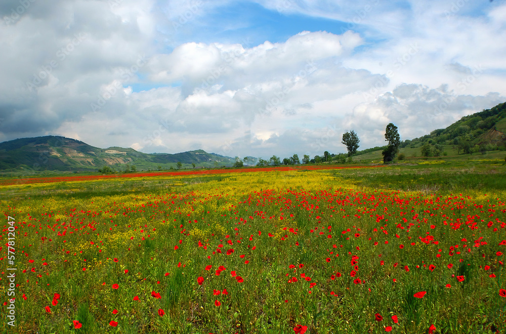 field of poppy in Romania countryside 