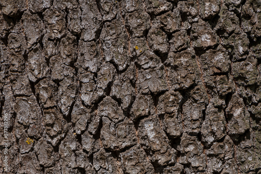 close up of gray bark of tree close up of gray bark of tree