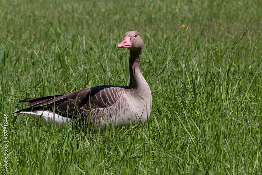 goose standing in green grass at summer goose standing in green grass at summer