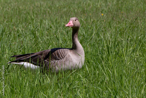 goose standing in green grass at summer