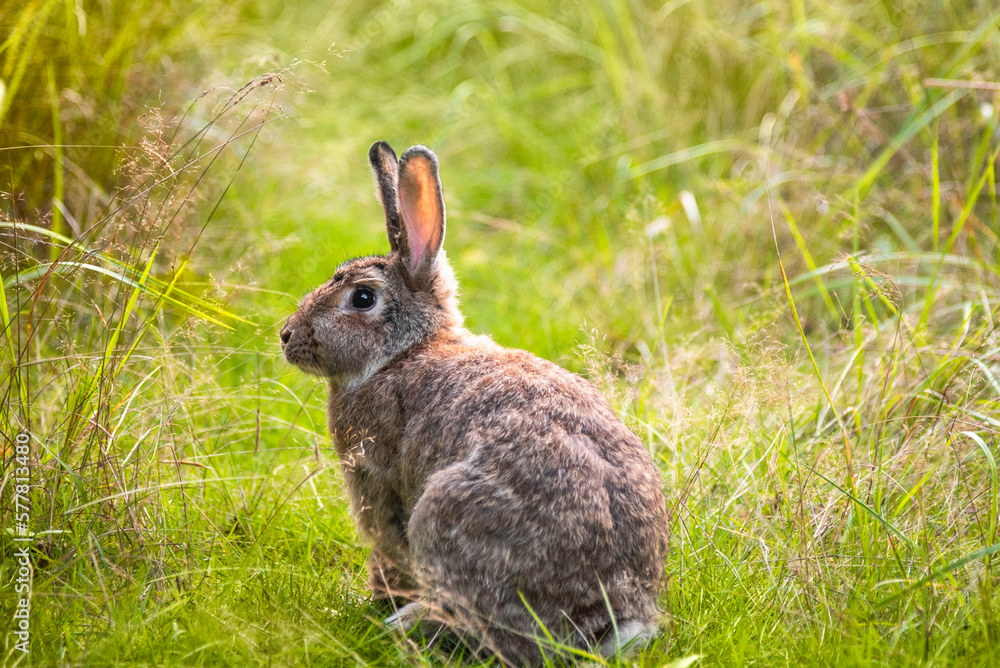 Cute brown bunny is sitting on the grass outside Cute brown bunny is sitting on the grass outside