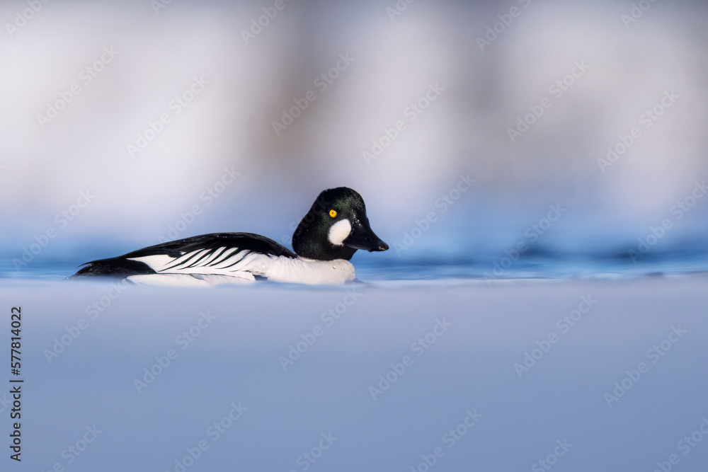 Fototapeta premium a Common Goldeneye male with green highlights on the head swimming on the Richelieu River