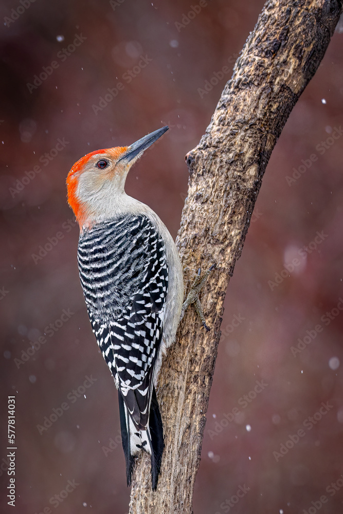 a Red Bellied Woodpecker male perched on a branch seen from the side