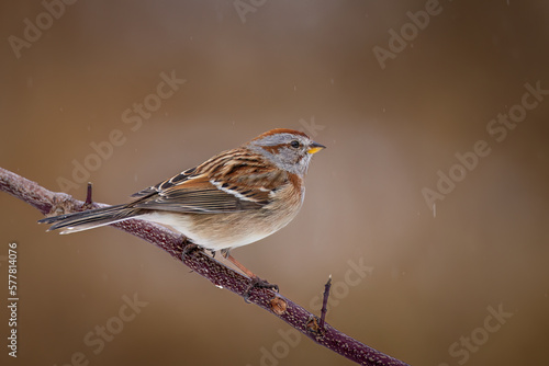 an American Tree Sparrow perched on a branch seen from the back