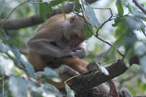 mother monkey © chittaranjan