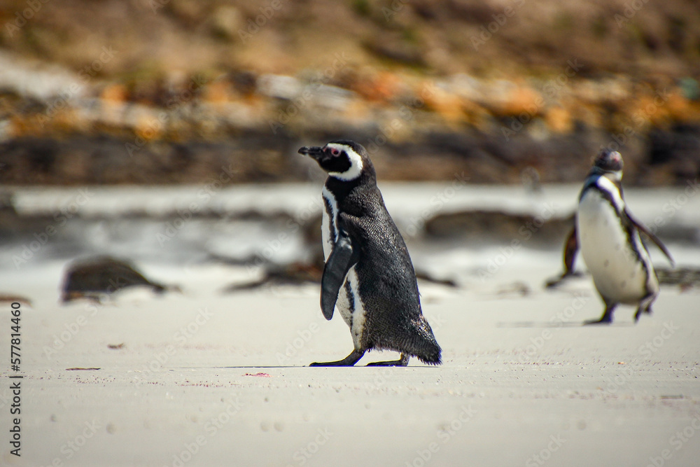 Fototapeta premium the Falklands