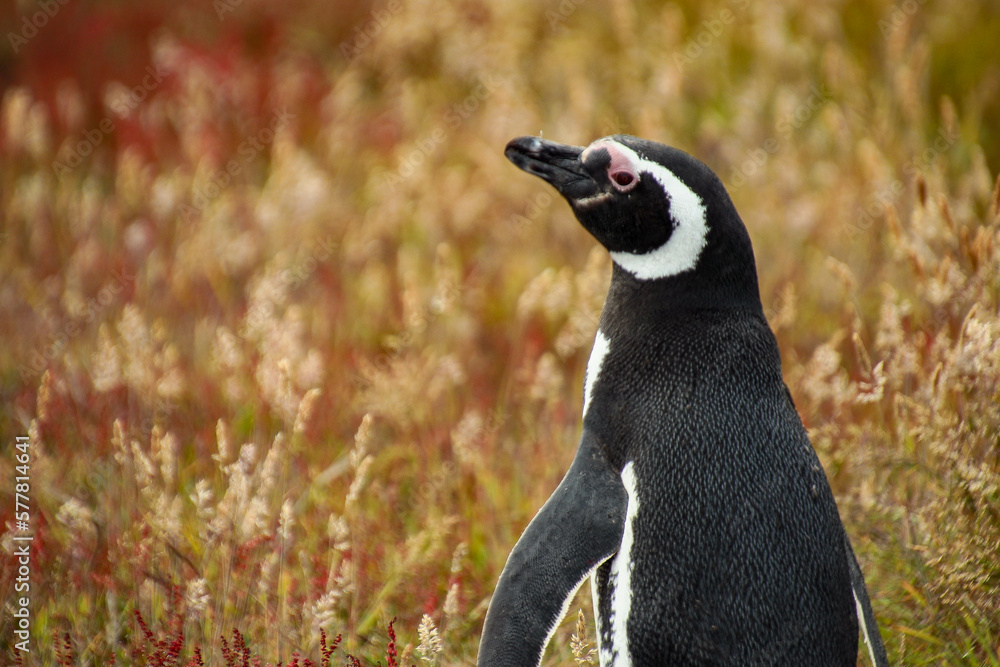 Fototapeta premium the Falklands