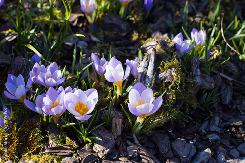 View of magic blooming spring flowers crocus growing in wildlife