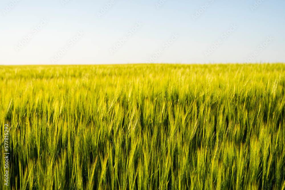 Green barley field under sunlight in summer. Agriculture. Cereals growing in a fertile soil.