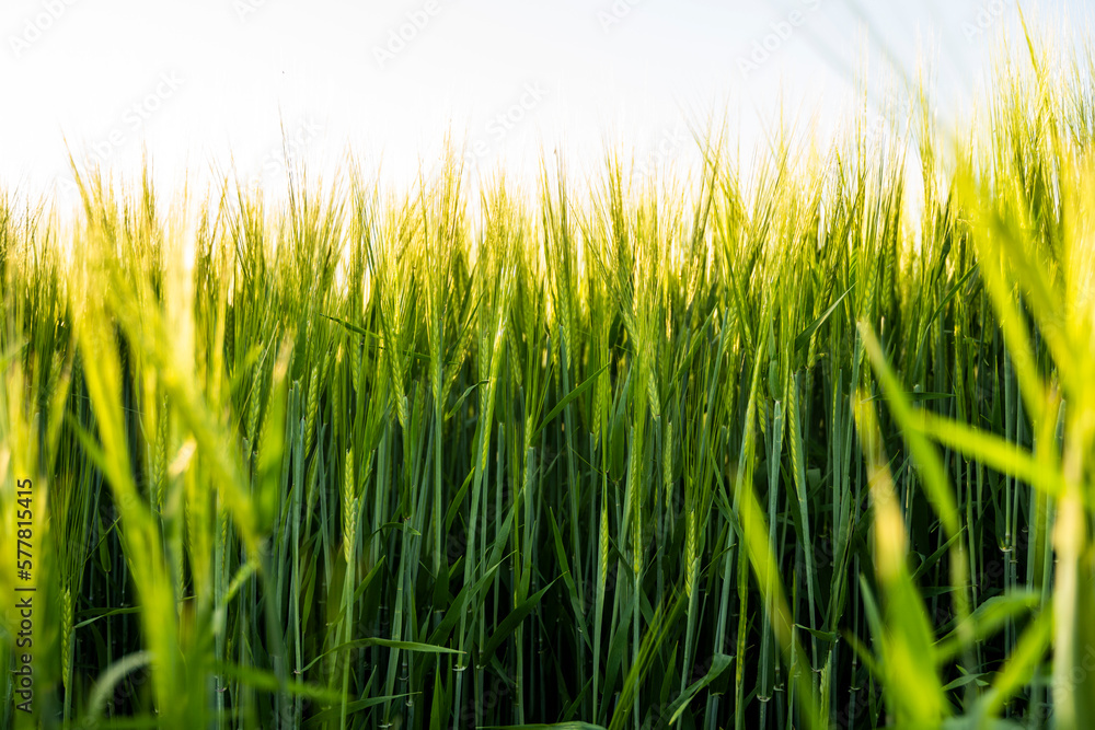 Obraz premium Green young and still immature barley grows, close-up. Agricultural crop of barley. Agriculture for obtaining grain crops.
