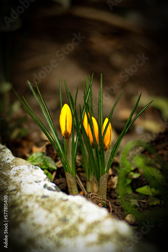 Spring Yellow Crocuses