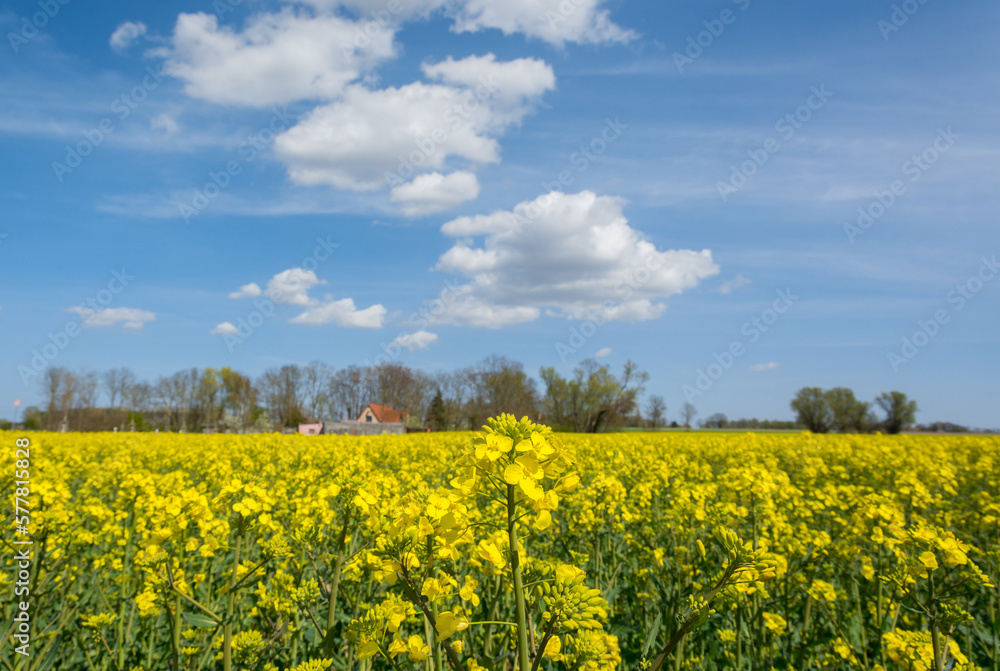Rapsfeld auf Usedom Rapsfeld auf Usedom