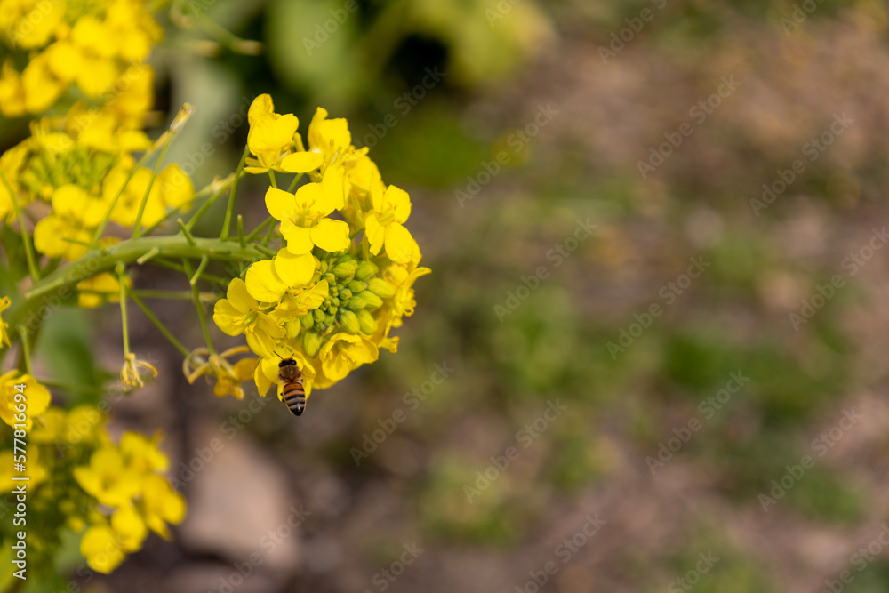 Obraz premium 黄色い菜の花と蜂