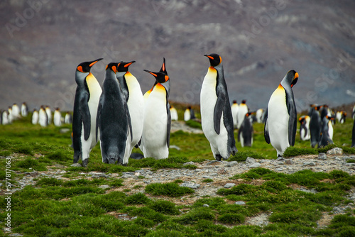 King Penguins