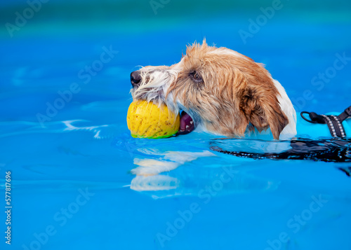 Perro Jack Russell con una pelota en la boca nadando dentro de una piscina