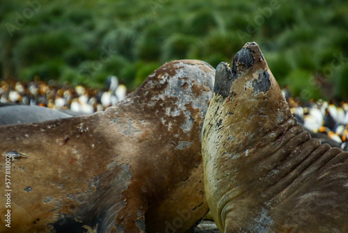 Elephant seals