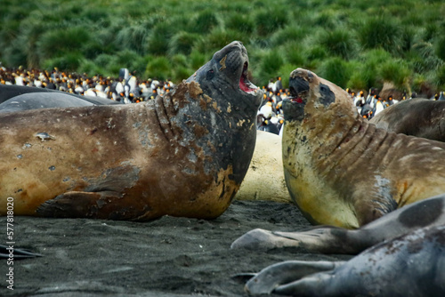 Elephant seals