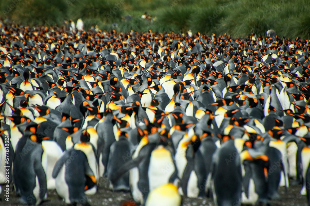 Obraz premium Gold Harbour