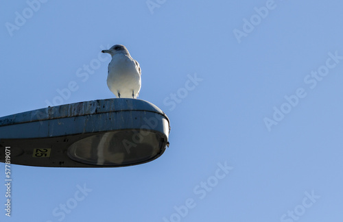 bird perched on streetlight