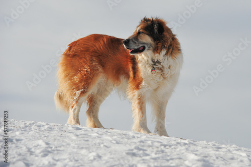 Border Collie dog standing on snow covered hill top
