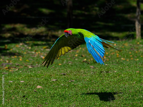 Great Green Macaw in flight over field with green grass