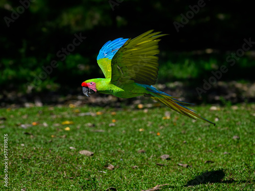 Great Green Macaw in flight over field with green grass