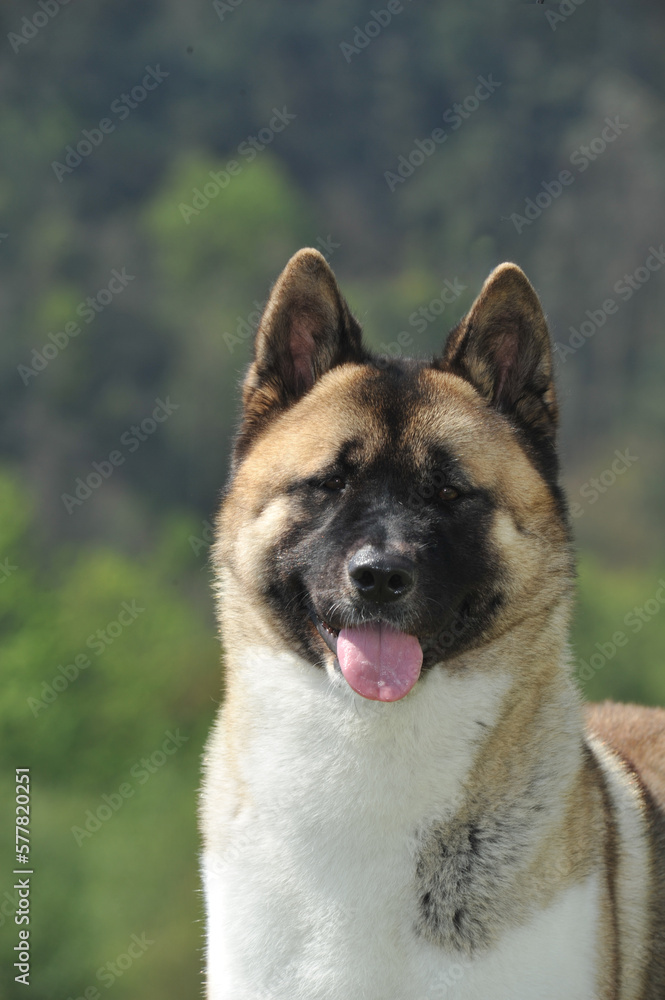 Portrait nice head of American Akita purebred dog with forest background