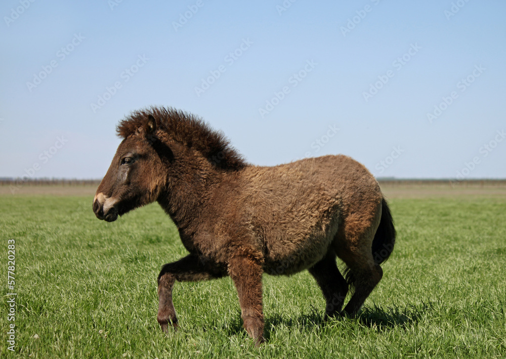Beautiful horse in the field against the background of green grass and blue sky Beautiful horse in the field against the background of green grass and blue sky
