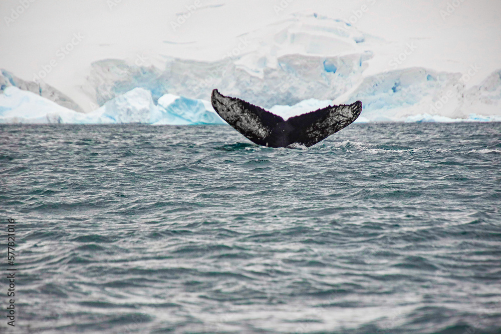 Fototapeta premium Whale fluke