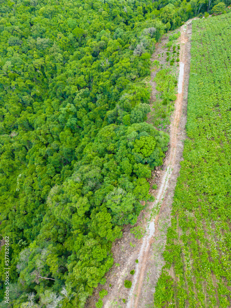 Naklejka premium Aerial view of a vineyard