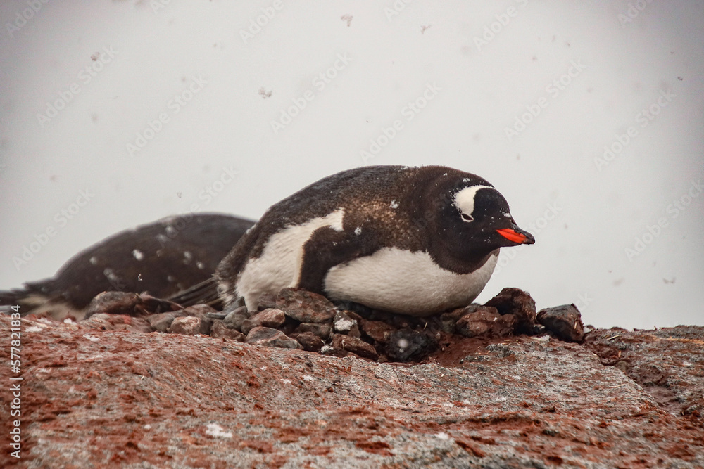 Naklejka premium Gentoo Penguins