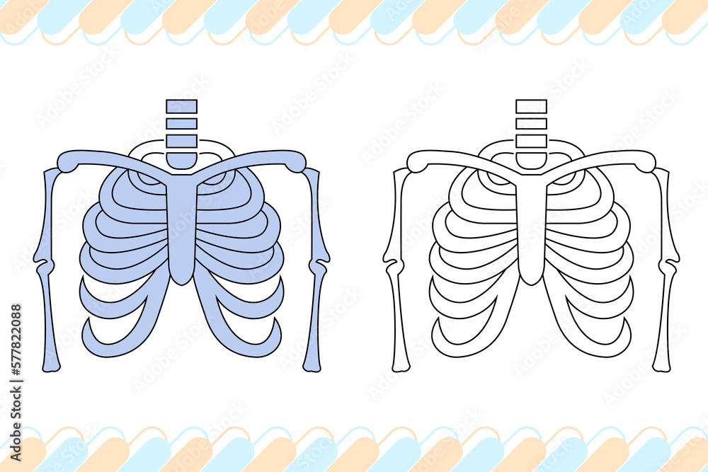 X-ray coloring page for kids Stock Vector | Adobe Stock