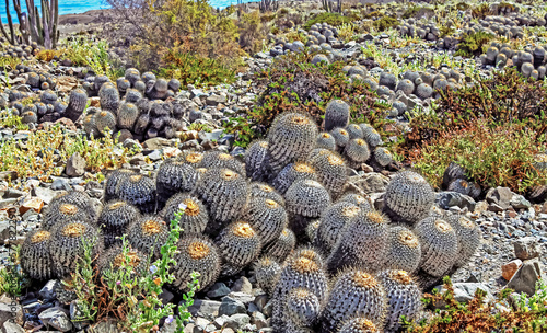 Beautiful stony rocky coastal beach covered with many natural wild cactuses  (Copiapoa tenebrosa cinerea) - Chile, Pacific ocean coast photo