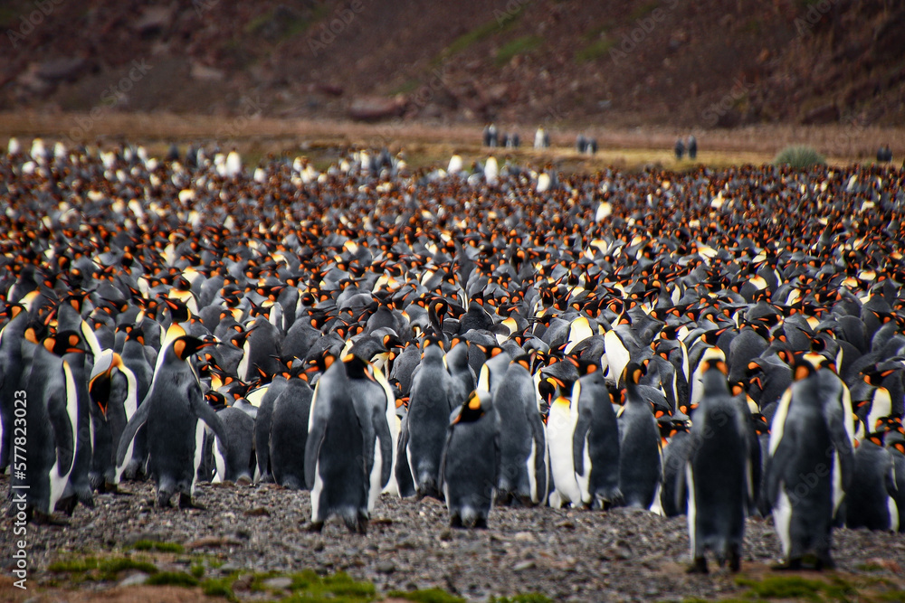 Obraz premium Gold Harbour