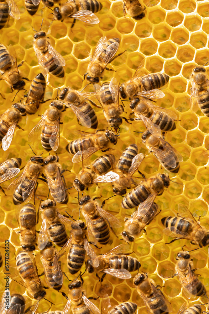 Many bees on combs, insects move while working in an apiary with honey. Many bees on combs, insects move while working in an apiary with honey.