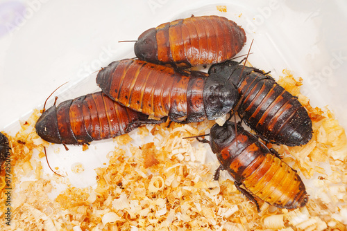 a large hissing Madagascar cockroach in sawdust on a white surface. © andrey