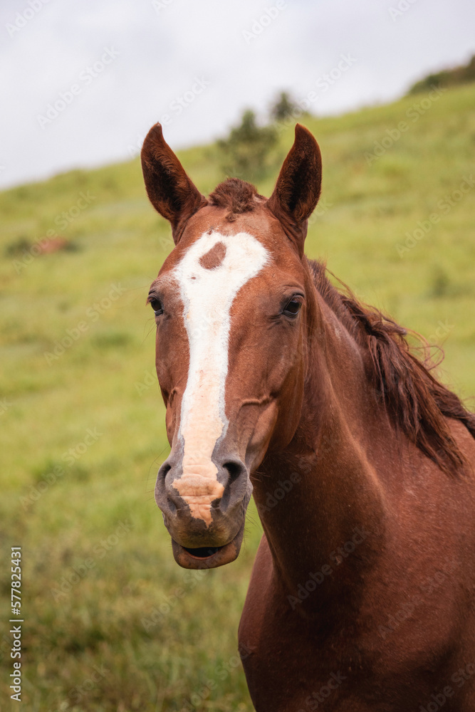 Horse in the wild