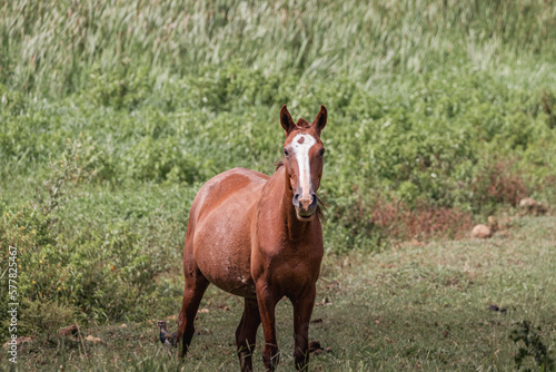 Horse in the wild