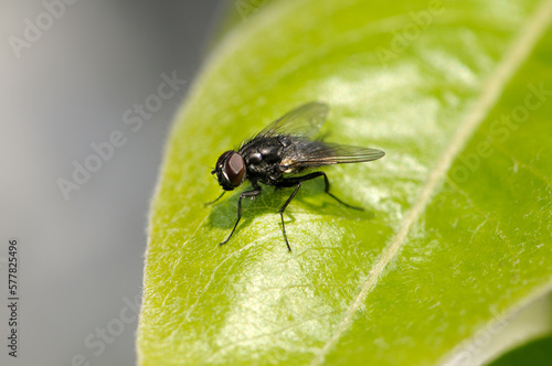 Large fly on a green leaf