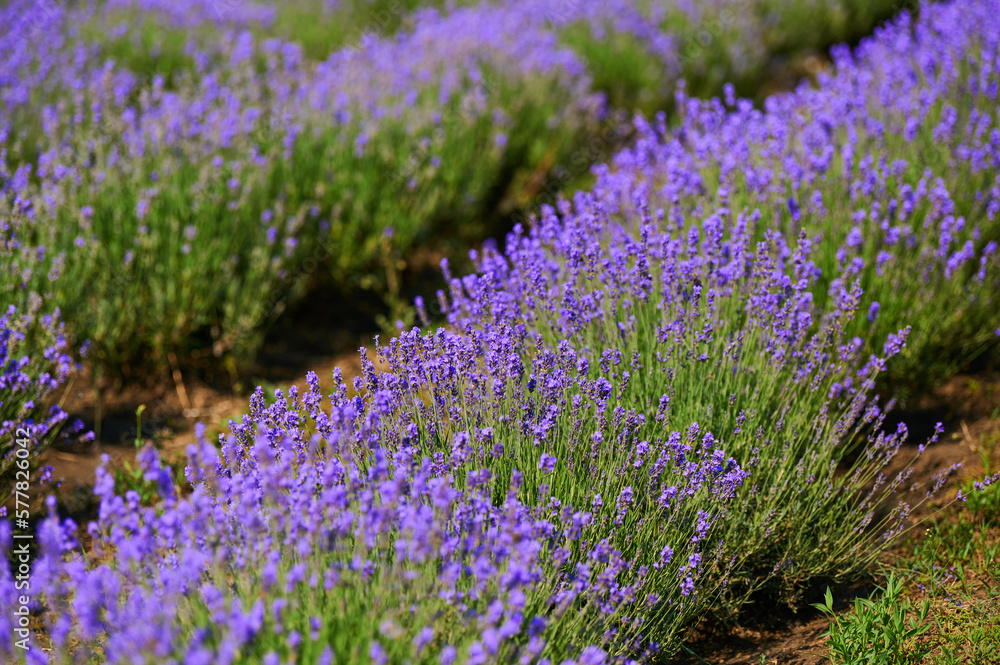 Obraz premium lavender field flowering bushes outdoors