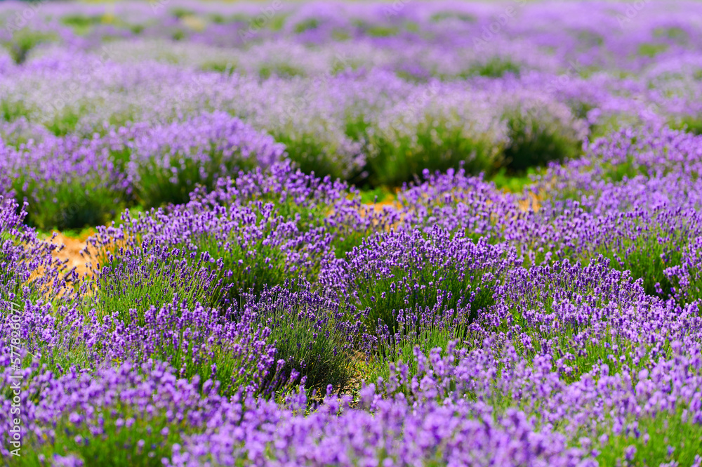 lavender bushes in a farmer's field lavender bushes in a farmer's field