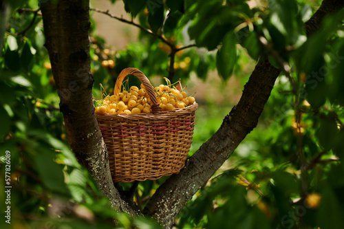 Cherries in a basket, harvest of ripe berries
