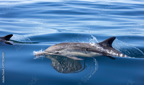 dolphin in the water  common dolphin 