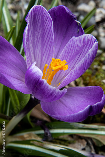 purple crocus in early spring