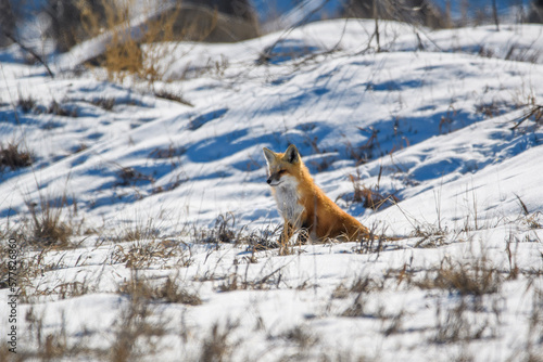 Red Fox in Boulder Colorado