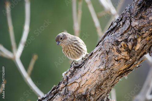 Photography bird on a tree