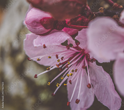 Plum blossoms in early spring