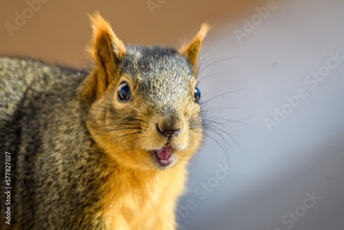squirrel 