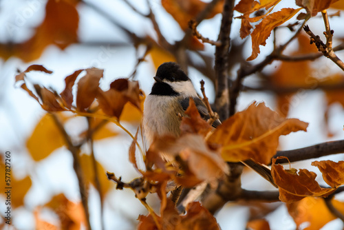 bird on a branch